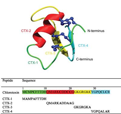 A C-Terminal Fragment of Chlorotoxin Retains Bioactivity and Inhibits Cell Migration